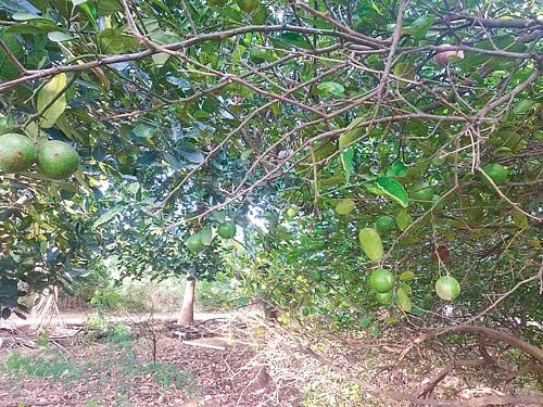 எலுமிச்சை