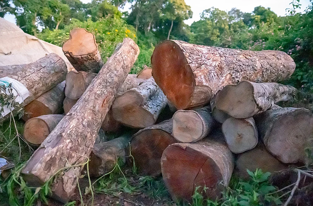“சோலைவனத்தைச் சுடுகாடா ஆக்குறாங்க!” - நள்ளிரவில் மாயமாகும் கோத்தகிரி காட்டு மரங்கள்...