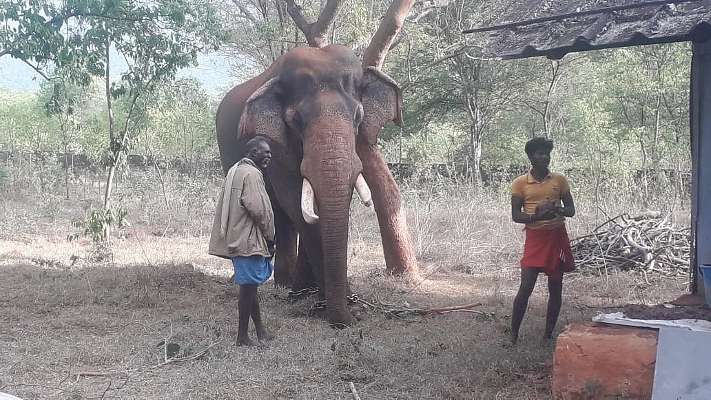 கலீம் கும்கி யானை