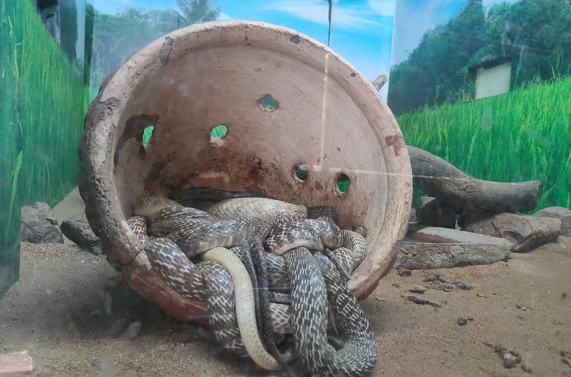 நாகப் பாம்பு/ சென்னை பாம்பு பண்ணை