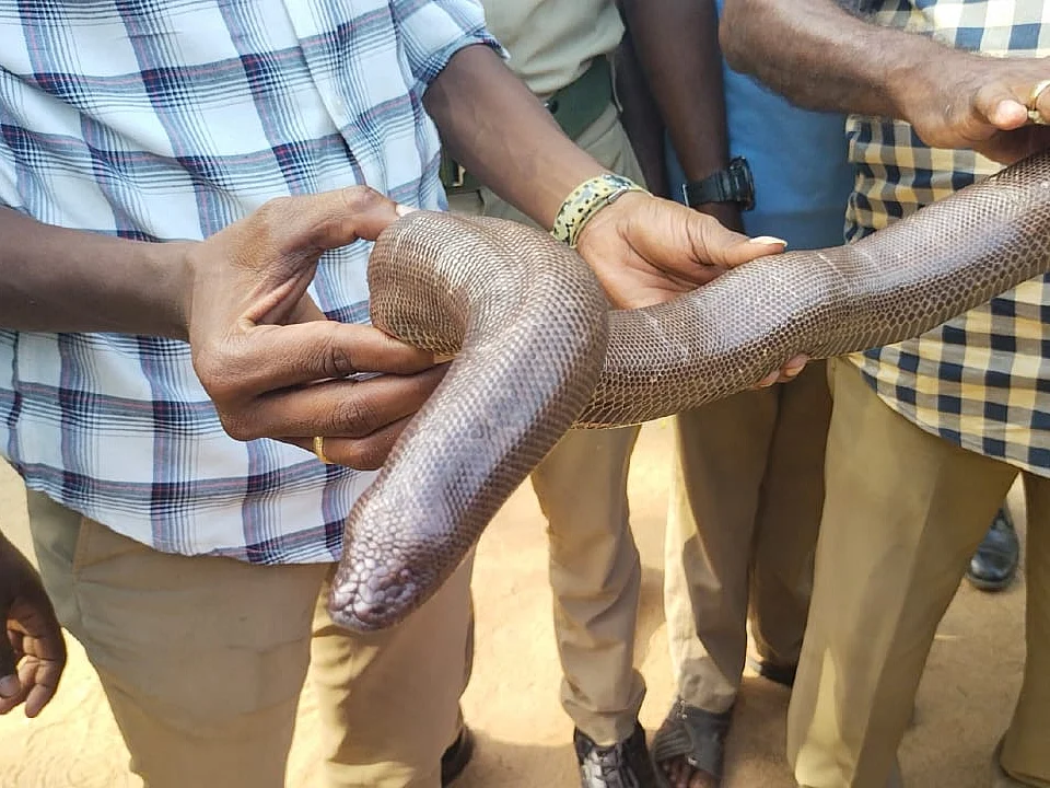 கேரளாவில் இருந்து குமரிக்கு கொண்டு வரப்பட்ட மண்ணுளி பாம்பு! -வனத்துறையினரிடம் சிக்கியது எப்படி?