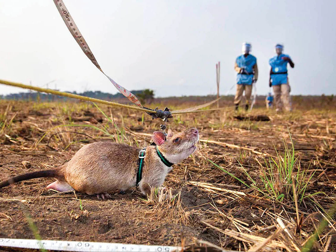 Magawa Rat: கண்ணிவெடிகளில் இருந்து மனிதர்களைக் காப்பாற்றிய எலி மரணம்!