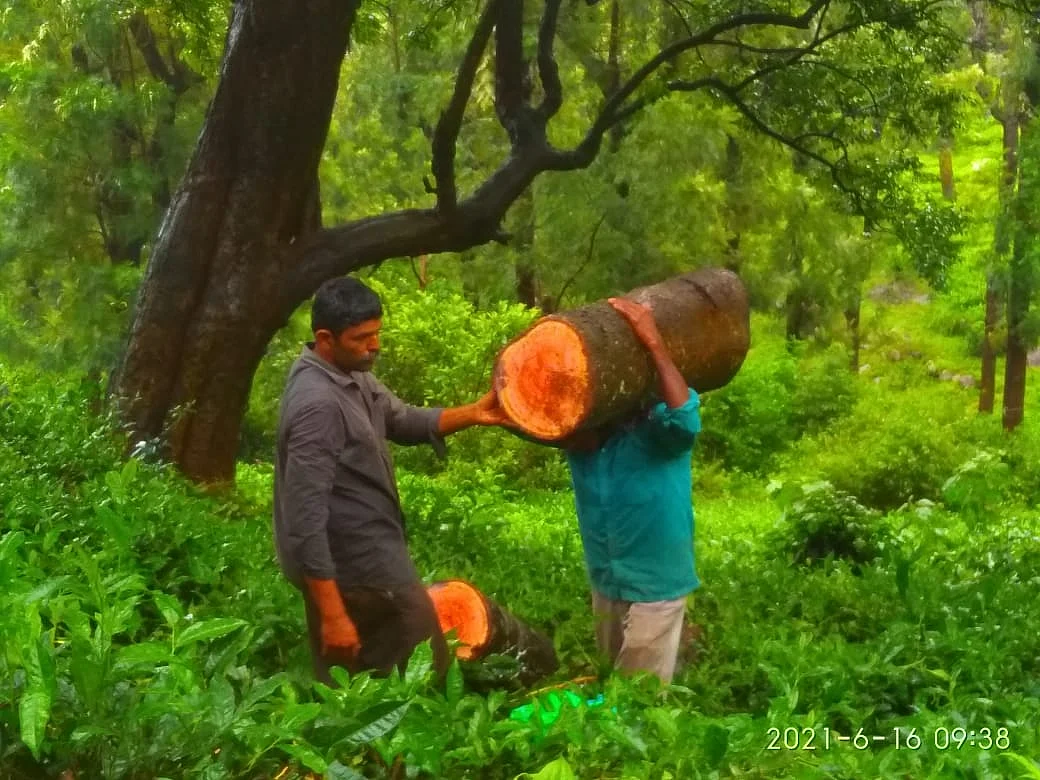வெட்டப்பட்ட காட்டு மரங்கள்