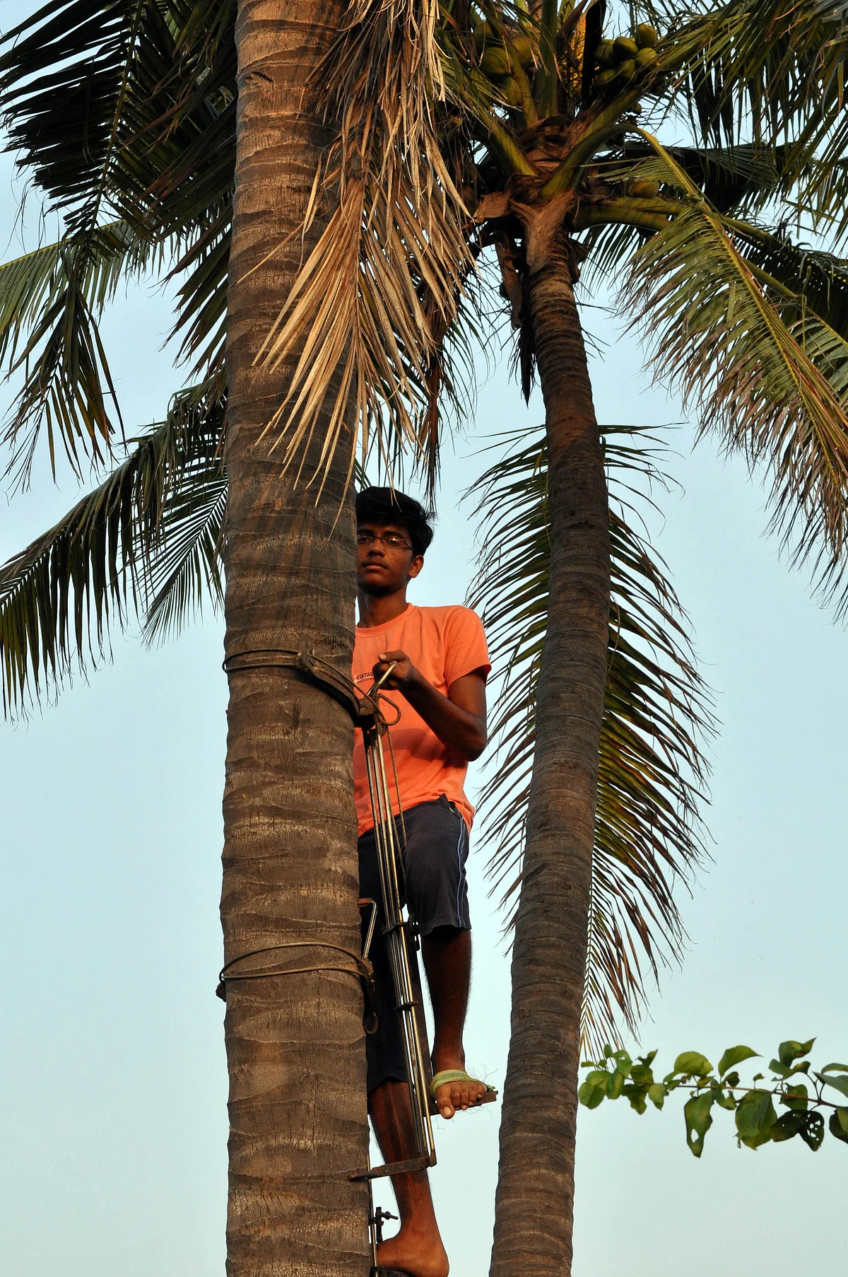 தென்னை மரம் ஏறும் விமல்குமார்