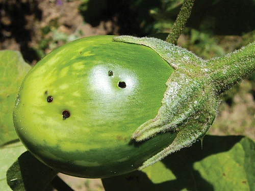 காய்களில் சேதம்