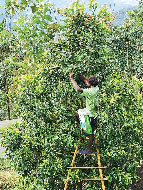 கிராம்பு அறுவடை