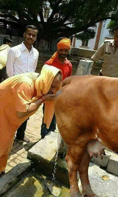 மாட்டு மூத்திரம்