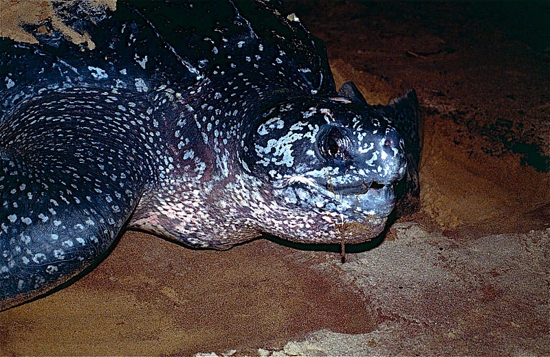 Leatherback sea turtle