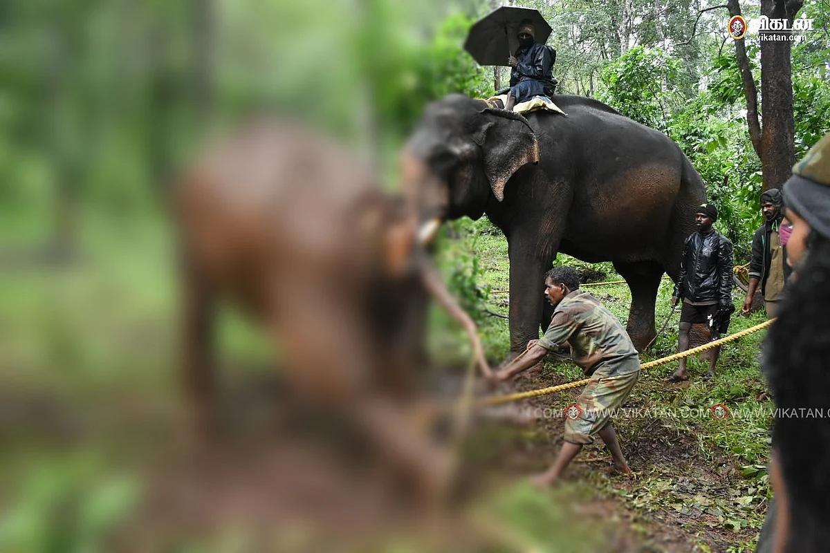காயத்துடன் அவதிப்பட்டுவரும் யானை