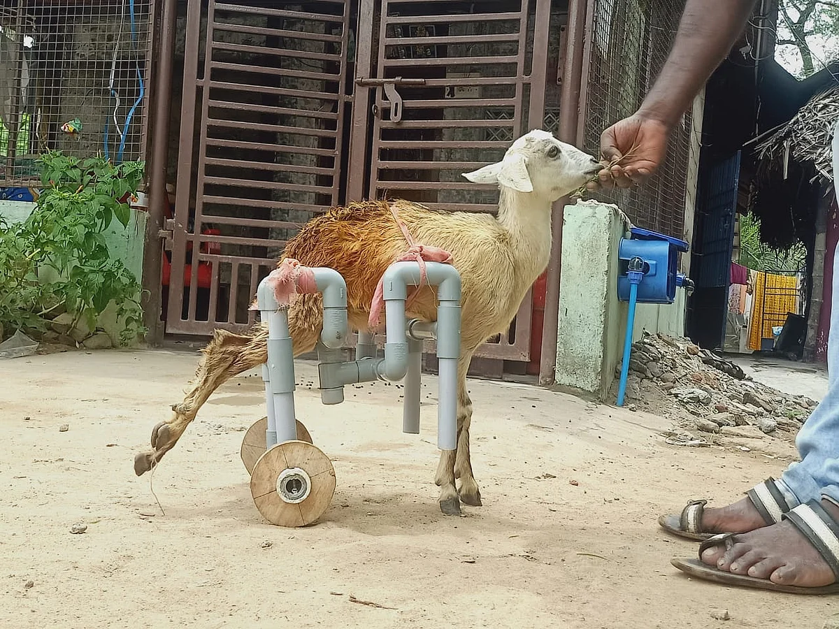 அடிப்பட்ட குட்டி ஆடு வண்டியில்