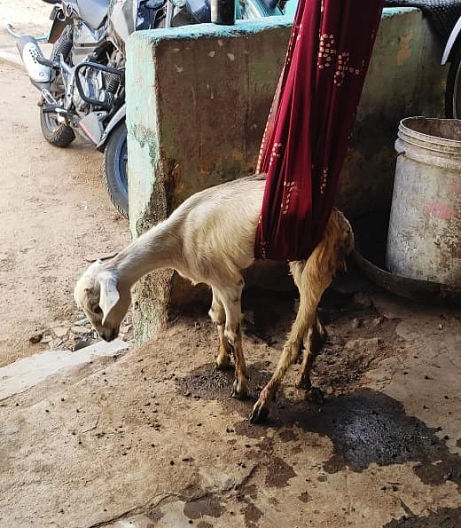 ஆடு