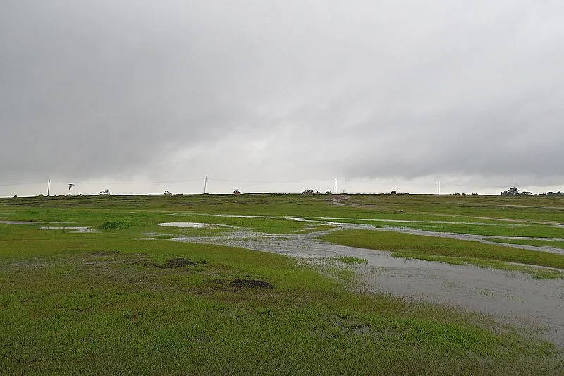 Wetland