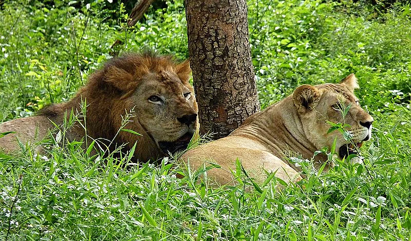 சிங்கம்/ வண்டலூர் பூங்கா