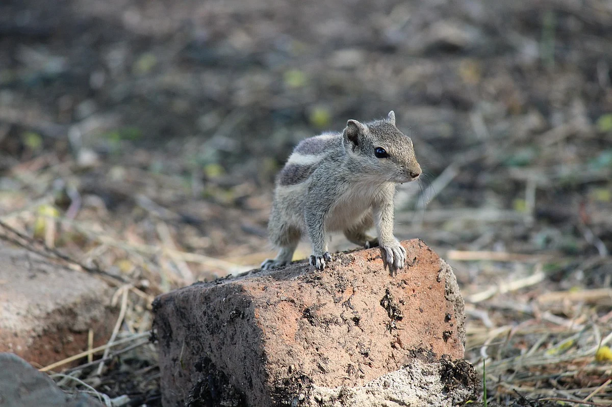 Squirrel