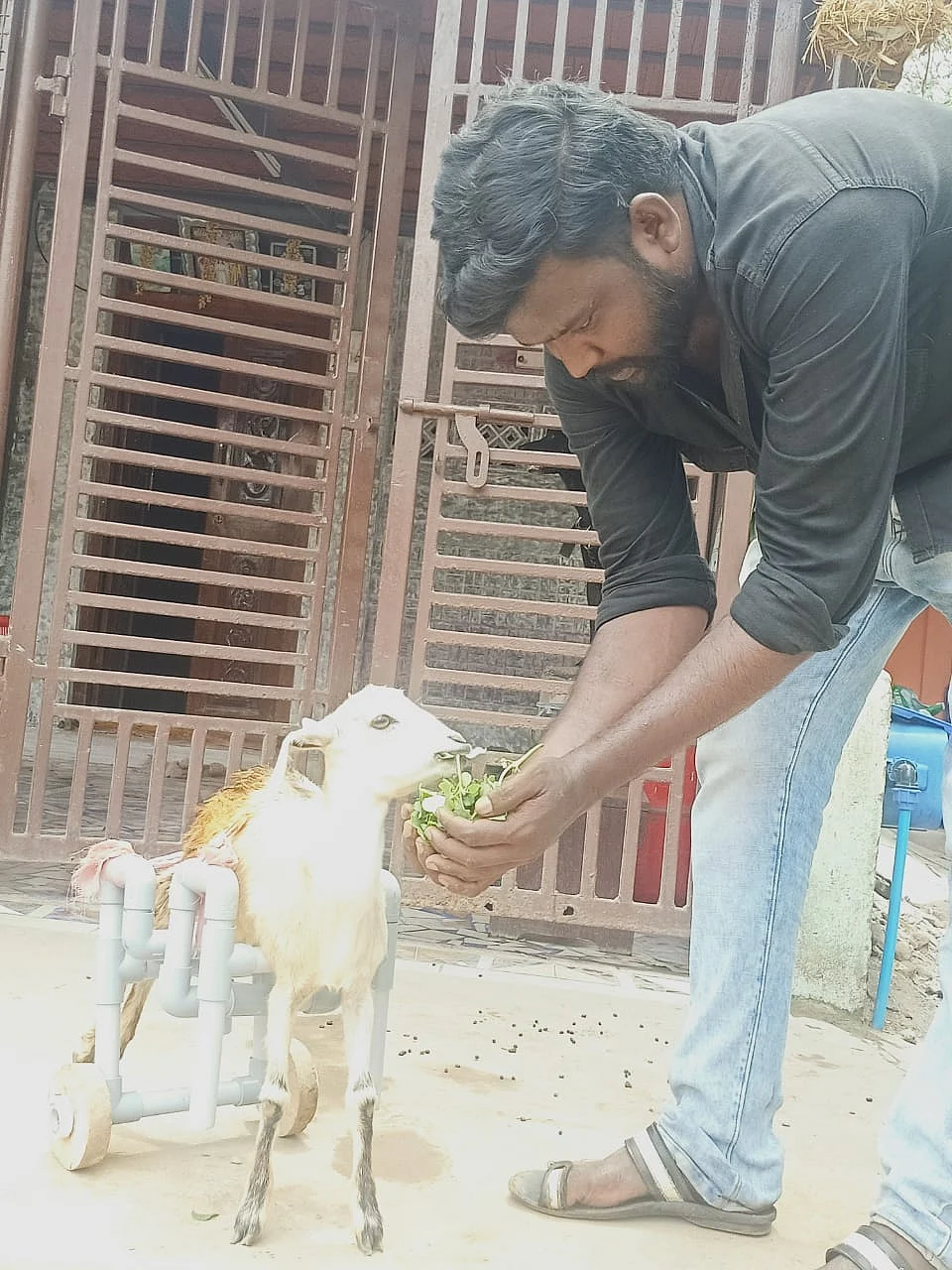 ஆட்டுக்குட்டியுடன் சைமன்