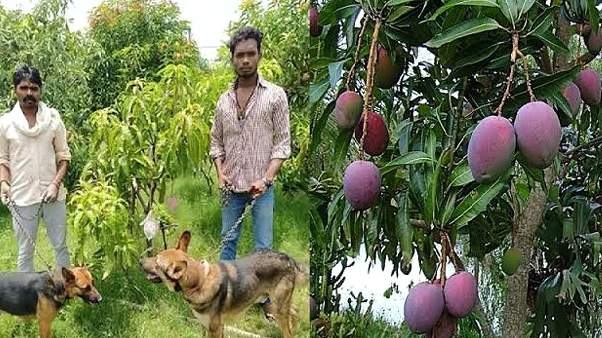 மத்தியப் பிரதேசம் தம்பதிகளின் தோட்டம்
