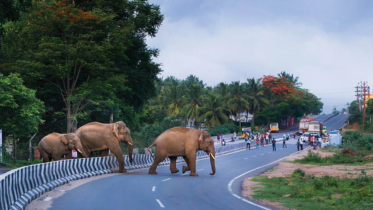 யானைகள்