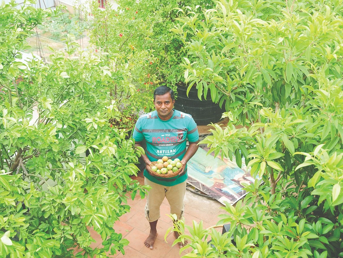 Terrace Fruit Forest... அசத்தும் மர மனிதன்! #FruitForest