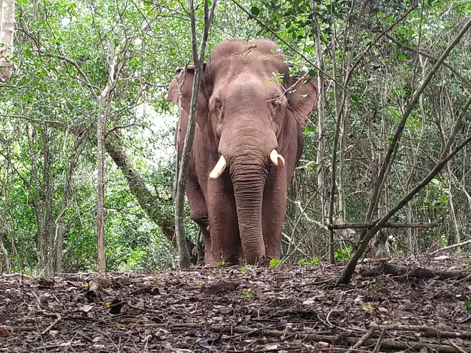 களமிறக்கப்பட்ட கும்கி கலீம்; பாகுபலி யானையை வளைக்க வலைவீசும் வனத்துறை!