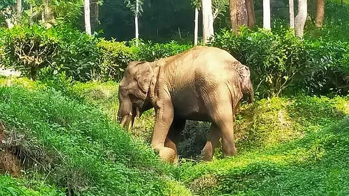 காயத்துடன் அவதிப்பட்டுவரும் காட்டுயானை