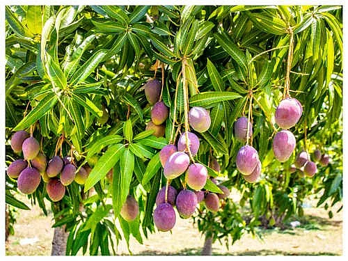 புத்தம் புது காலை : ஒரு கிலோ 2.70 லட்சம்... மியசாகி மாம்பழத்துக்கு ஏன் இவ்வளவு மவுசு?!