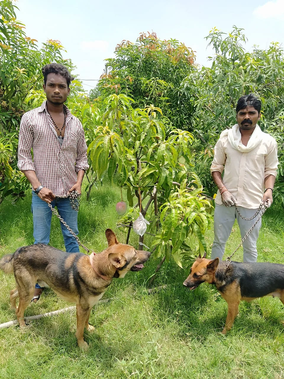 புத்தம் புது காலை : ஒரு கிலோ 2.70 லட்சம்... மியசாகி மாம்பழத்துக்கு ஏன் இவ்வளவு மவுசு?! | why miyazaki mangoes are world's costliest mangoes 2 மாம்பழத்துக்கு பாதுகாப்பு
