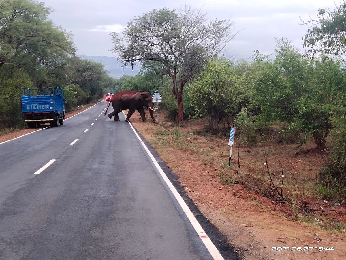 பாகுபலி யானை