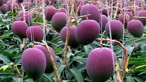 புத்தம் புது காலை : ஒரு கிலோ 2.70 லட்சம்... மியசாகி மாம்பழத்துக்கு ஏன் இவ்வளவு மவுசு?!