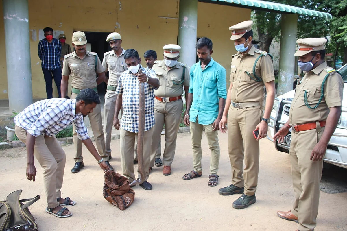 மண்ணுளிப் பாம்பை மீட்ட வனத்துறையினர்