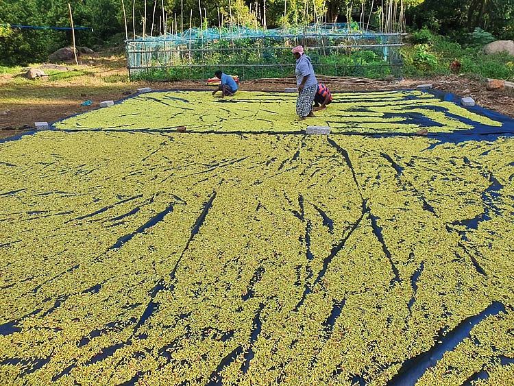 காயவைக்கும் பணி