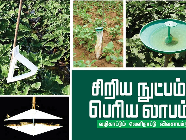 கத்திரிக்காய் காய்ப்புழு
தூது விடு, கவர்ந்து விடு...!