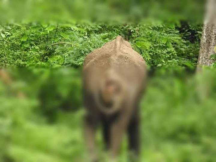 காயத்துடன் அவதிப்பட்டுவரும் காட்டுயானை