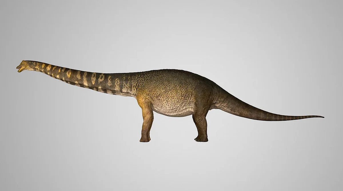 Australotitan cooperensis - கூப்பர்