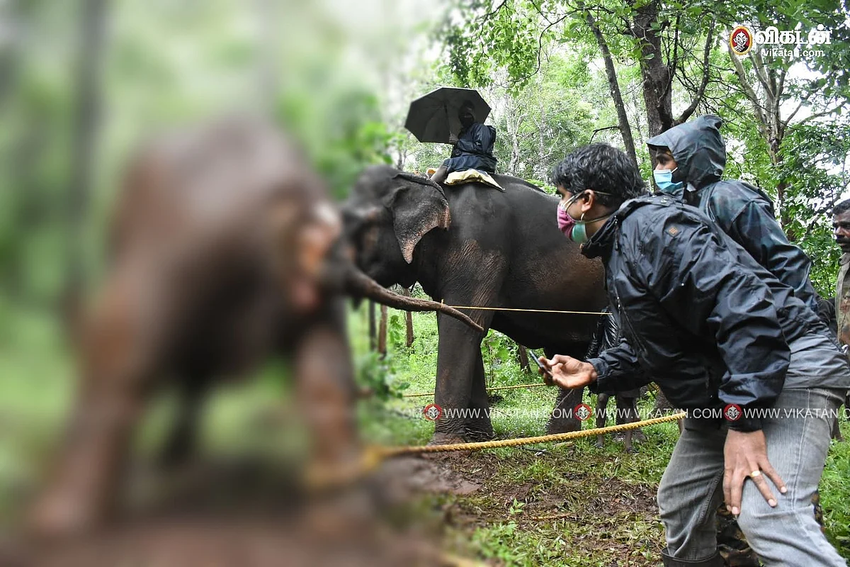 காயத்துடன் அவதிப்பட்டுவரும் யானை