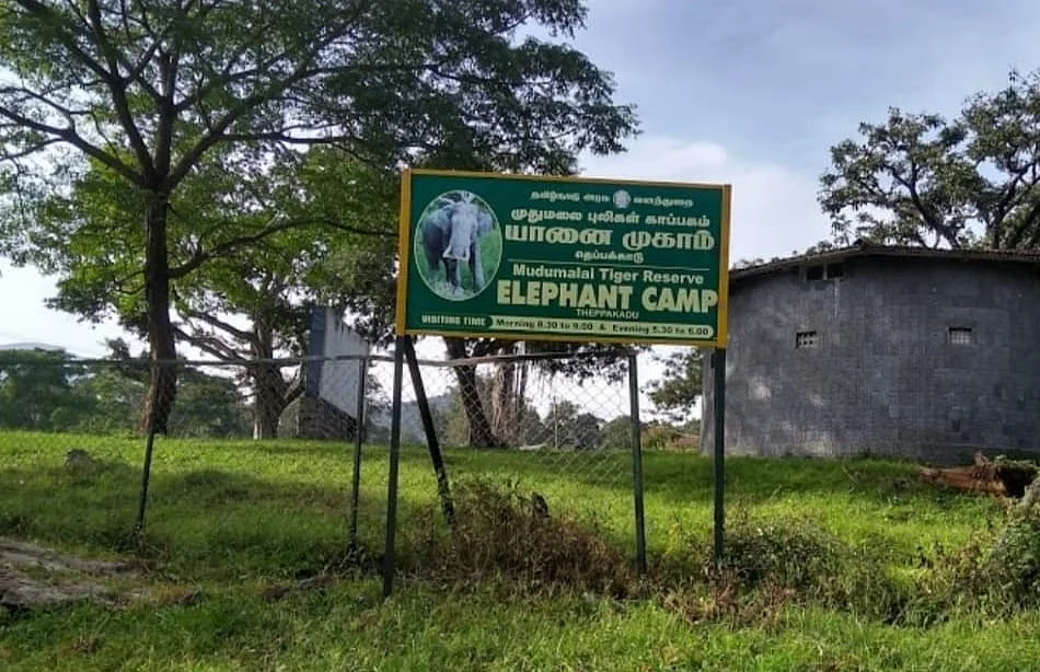 தெப்பக்காடு வளர்ப்பு யானைகள் முகாம்
