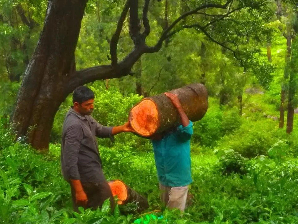 அ.தி.மு.க நிர்வாகியின் மரக்கடத்தலுக்கு உதவிய அதிகாரிகள்; சஸ்பெண்ட் செய்து வனத்துறை அதிரடி!