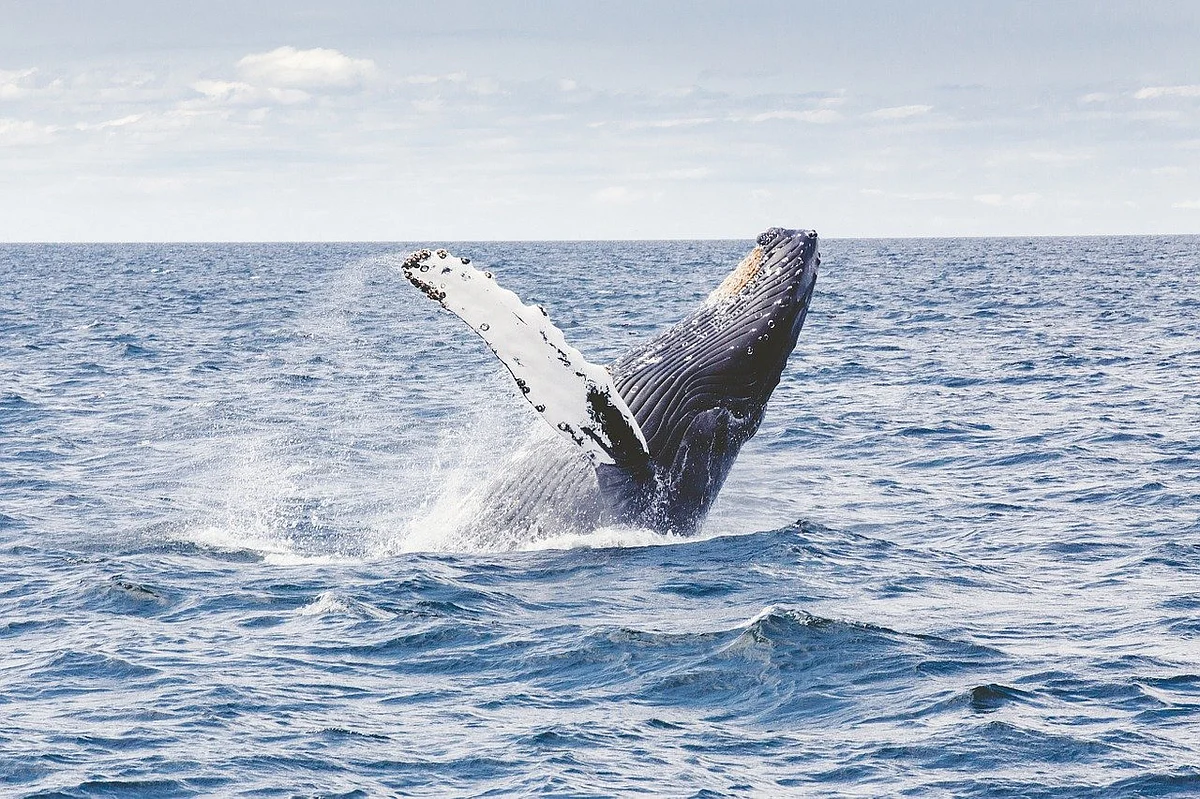 கூன்முதுகுத் திமிங்கிலம் (Humpback Whale)