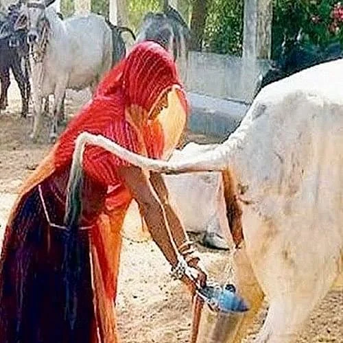 மாட்டு மூத்திரம்