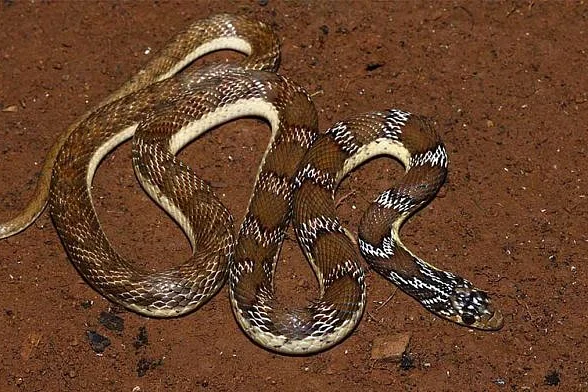 Josephs racer
