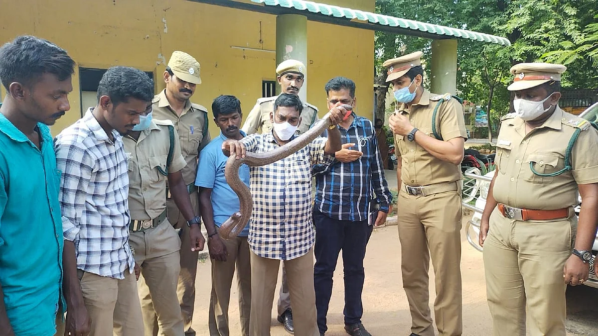 மண்ணுளிப் பாம்பு