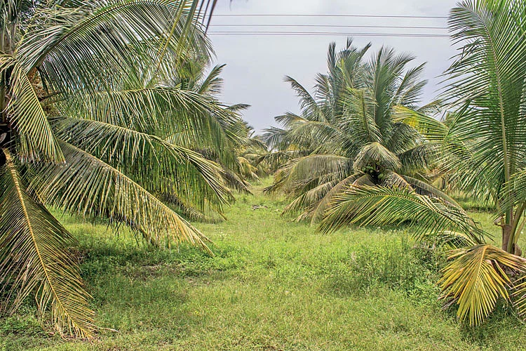 தென்னந்தோட்டம்