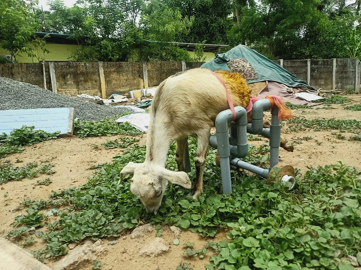 ஆடு
