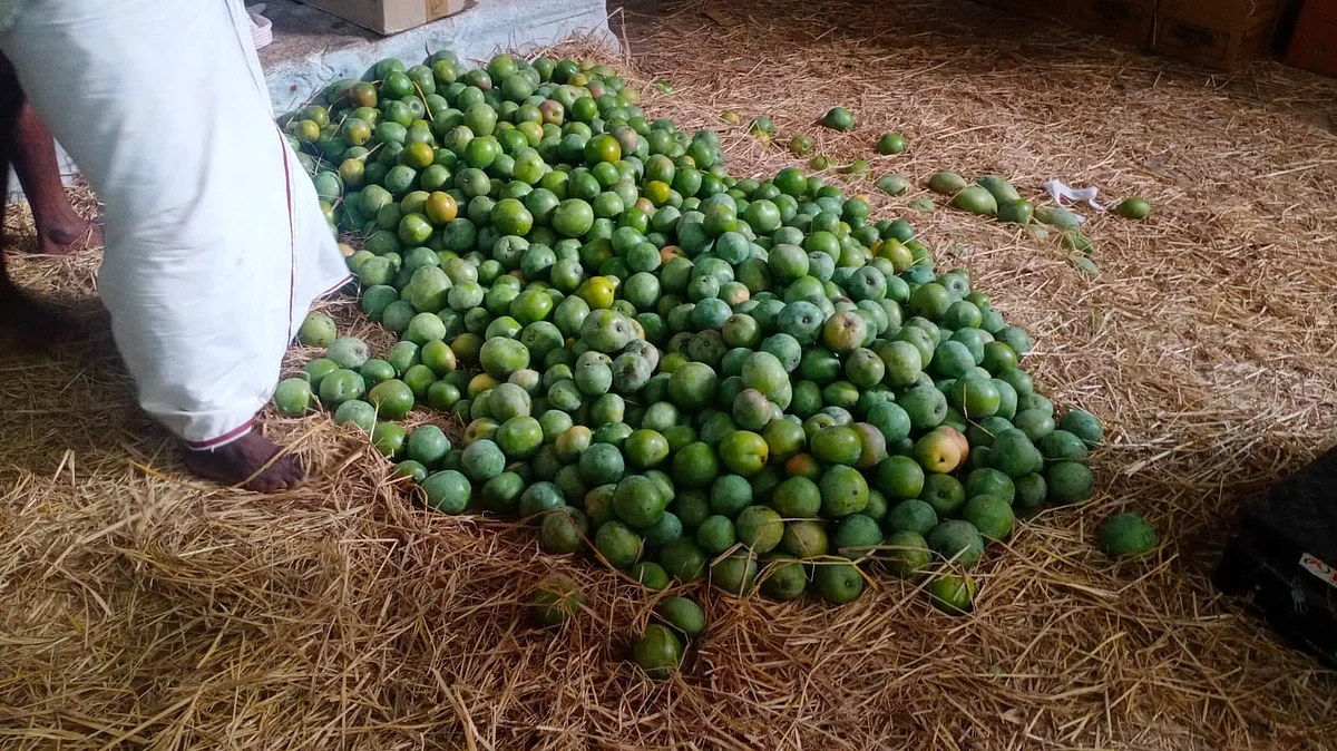 மாம்பழம் பழுக்க வைக்கும் விதம்