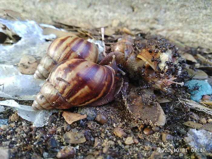 Arfican Giant Snail
