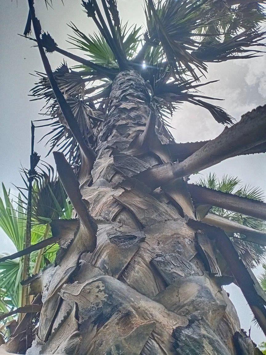 Palm Tree