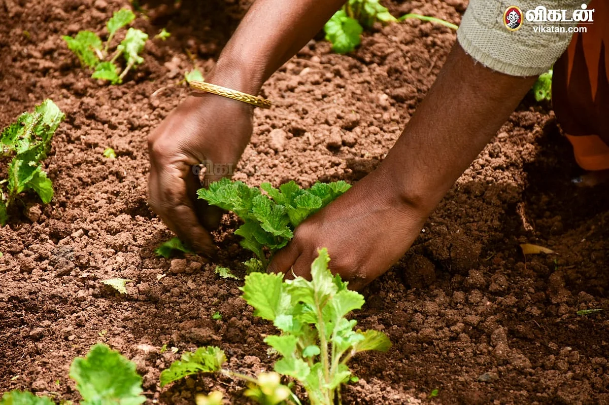 மலர் நாற்றுகள் நடவு பணி