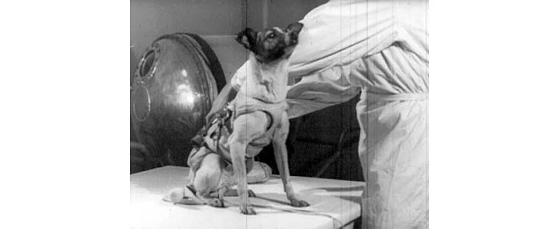 laika