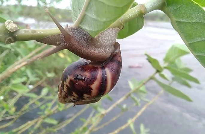 ஆக்கிரமிப்பு உயிரினம்