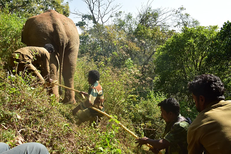 மயக்க ஊசி; தீவிர கண்காணிப்பு; ‘உடைந்த கொம்பன்’ சங்கர் மீட்கப்பட்ட பின்னணி! #VikatanPhotoStory