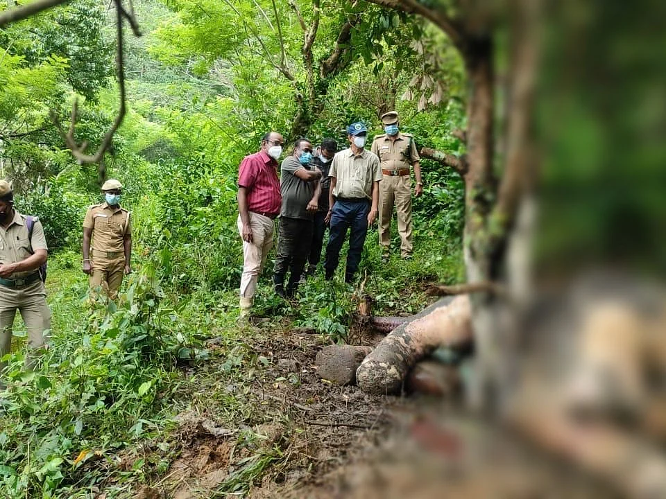 குமரி வனப்பகுதியில் அடுத்தடுத்து இறந்த இரண்டு யானைகள்; என்ன காரணம்?